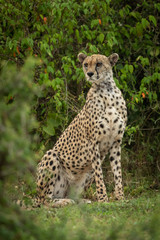 Cheetah sits framed by bushes looking around