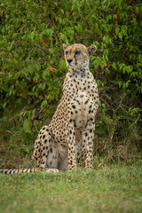 Cheetah sits by leafy bush looking around