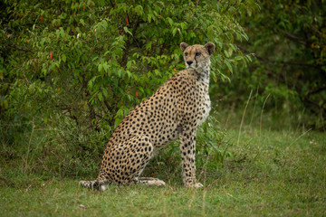 Cheetah sits by leafy bush looking round