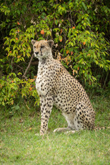Cheetah sits on grass by leafy bush