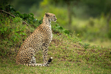 Cheetah sits by grassy bank in profile