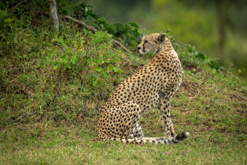 Cheetah sits by grassy bank looking back