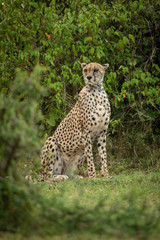 Cheetah sits framed by bushes looking left