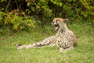 Fototapeta na wymiar Cheetah lies yawning in grass by bush