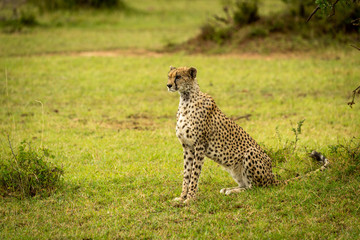 Cheetah sits on grassy bank near bushes