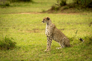 Cheetah sits on grassy bank facing left