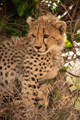 Close-up of cheetah beside bush looking down