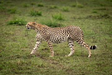 Cheetah walks over short grass in profile