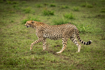Cheetah lifts paw while walking over grass
