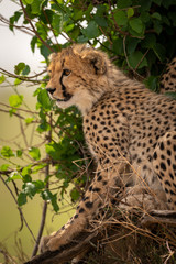 Fototapeta premium Close-up of cheetah beside bush facing left