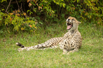 Cheetah lies yawning on grass near bush