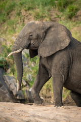 Close-up of African bush elephant climbing beach