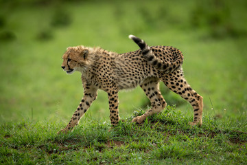 Cheetah cub walks over mound in grass