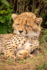 Obraz na płótnie Canvas Close-up of cheetah cub asleep under bush