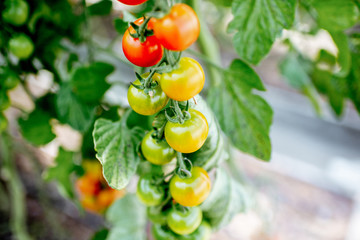 Branch with growing cherry tomatoes on the organic plantation, close-up view