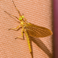 insect