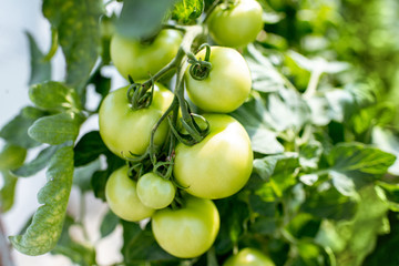 Branch with growing green cocktail tomatoes on the organic plantation, close-up view