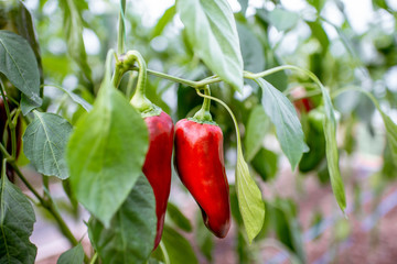 Organic plantation with growing red capi peppers ready to harvest, close-up view