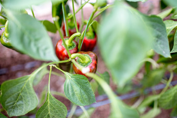 Organic plantation with growing sweet peppers, close-up view
