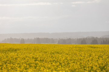 Fototapeta na wymiar Agricultural flowering fields. Landscape with yellow and blue