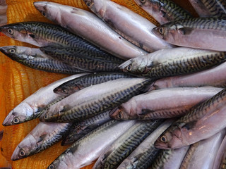 Group of fresh fish mackerel sold at the fish seafood market. Close up, top view for background. 
