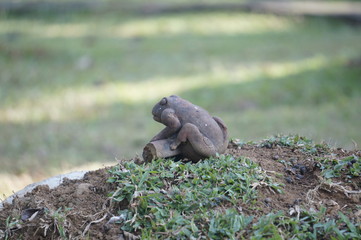 a frog statue in the middle of a park