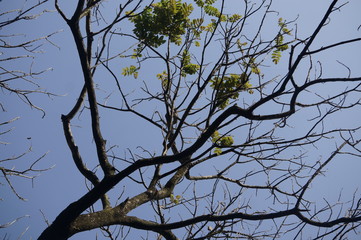 a dry tree due to the dry season