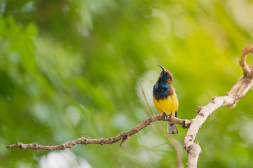 Naklejka premium Olive-backed Sunbird (Cinnyris jugularis) perching on a branch in the garden with yellow sunlight. Copy space nature wallpaper.