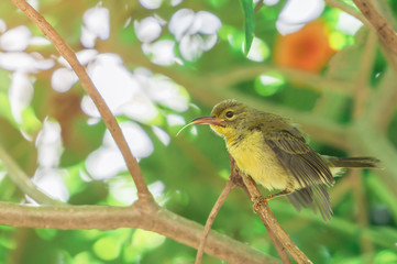 Closeup Female Plain-throated Sunbird (Anthreptes malacensis) perching on a branch with its tongue extended. Copy space nature blurred wallpaper.