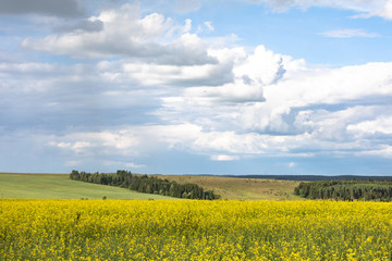 Agricultural flowering fields. Landscape with yellow and blue