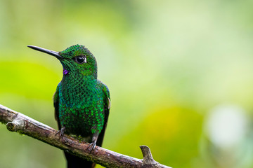 A close picture of a shiny green hummingbird sitting on a branch. These small birds are a colorful inhabitants of the rainforests, jungles and countrysides of Costa Rica.