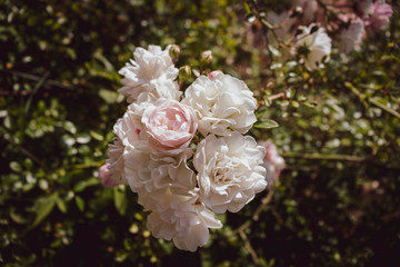 White rose bush in the park