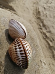 shells on the beach