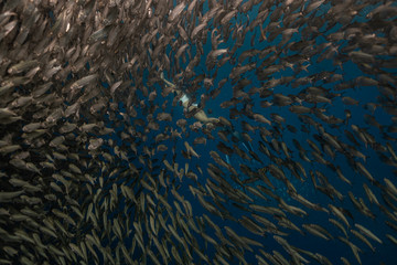 Woman in a sexy bikini enjoys diving with a massive school of sardines in Moalboal, Cebu.