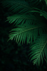 Green palm leaves with dark forest background