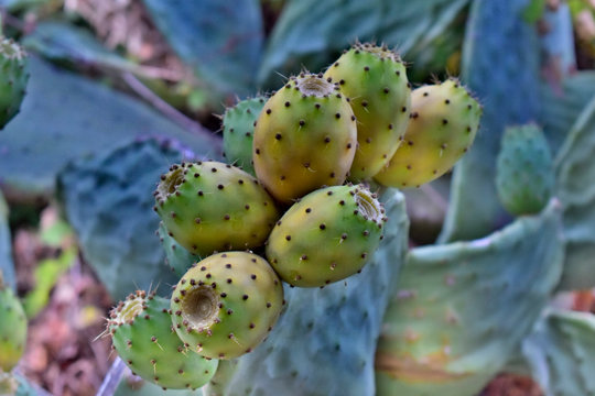 Fichi d'india