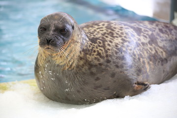 Sea lion in park in Japan