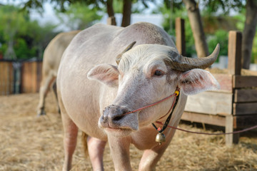 Albino buffalo with small bell on neck. Pink Thai water buffalo standing