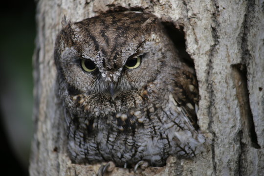 Owl on tree in bird park in Japan
