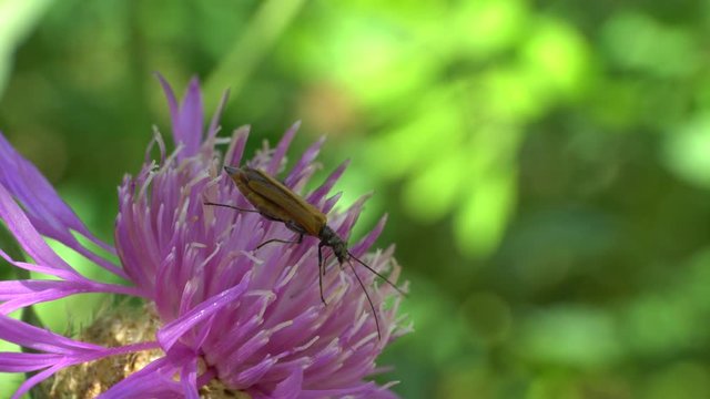 Beetle barbel Pedostrangalia pubescens fed pollen and nectar on a violet flower plant cornflower Centaurea jacea summer in the foothills of the North Caucasus
