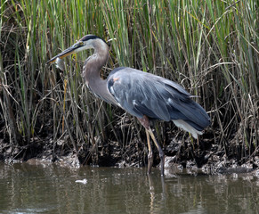 Great Blue Heron eating small fish in swamp