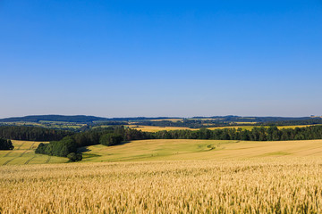 Wheat fields on a sunny summer day