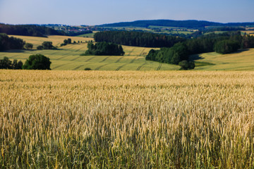 Wheat fields on a sunny summer day