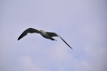Gabbiano in volo
