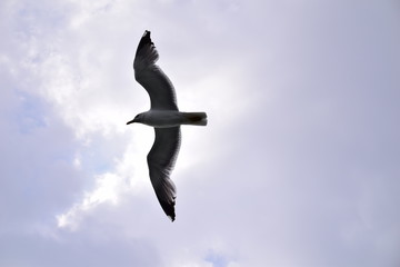 Gabbiano in volo