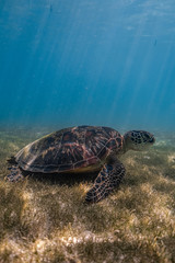 Close up view of a green sea turtle feeding on a sea grass. Green sea turtles are herbivores. The jaw is serrated to help the turtle easily chew seagrasses and algae, its primary food sources.