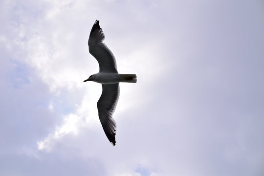 Gabbiano in volo