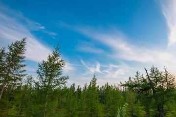 trees and blue sky
