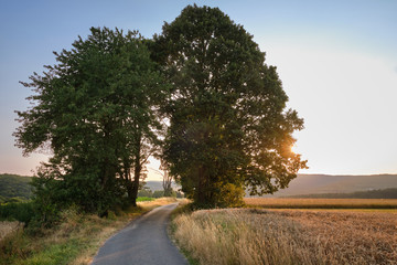 Two beautiful big trees in an agricultural countryside landscape during sunset alongside a narrow road