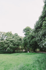 緑地公園の風景